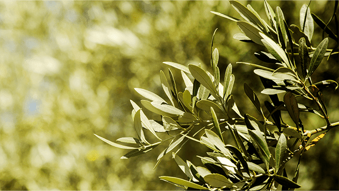 Olio